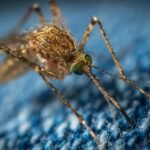 Intricate macro photo of a mosquito on a blue surface, highlighting its features.