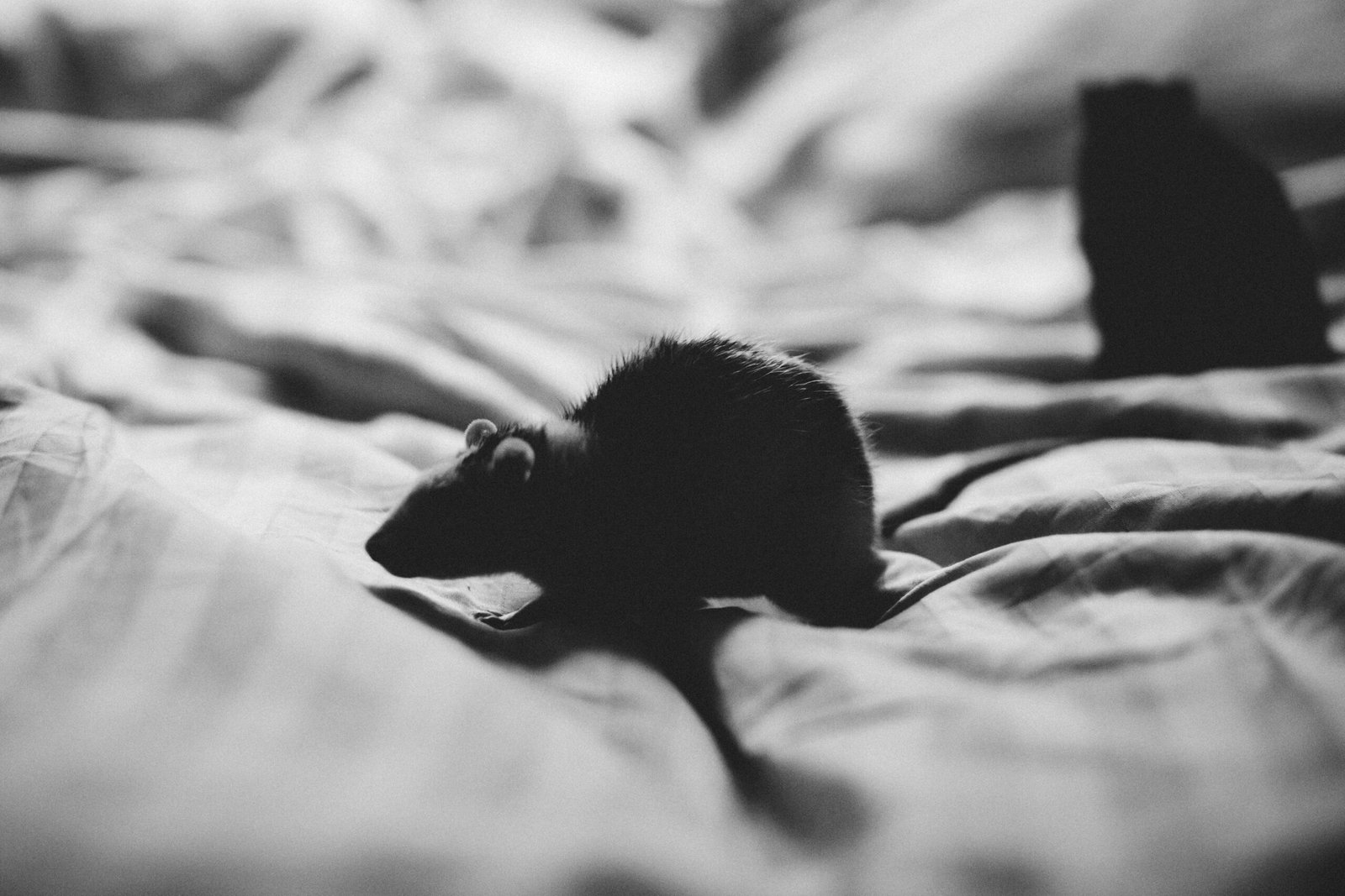 A black and white photo of a rat on a textured surface, evoking a moody atmosphere.