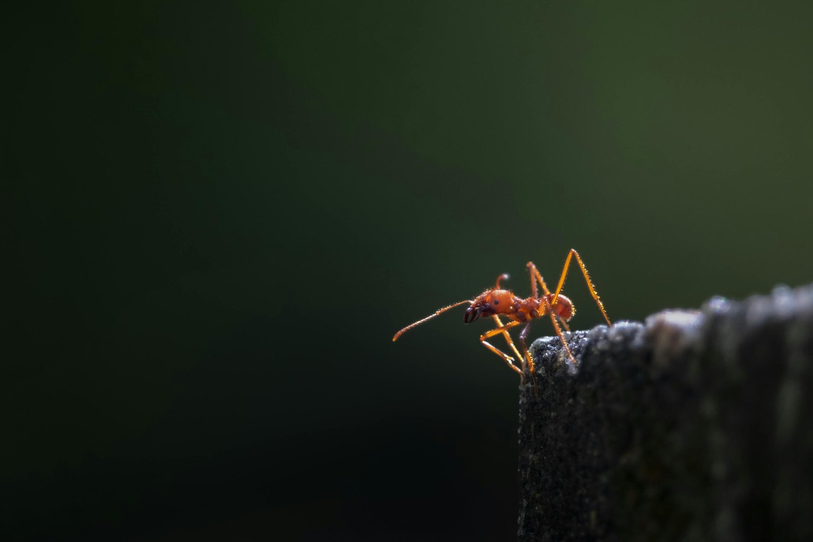 Dramatic macro shot of an ant poised on an edge, highlighting its delicate structure against a dark background.