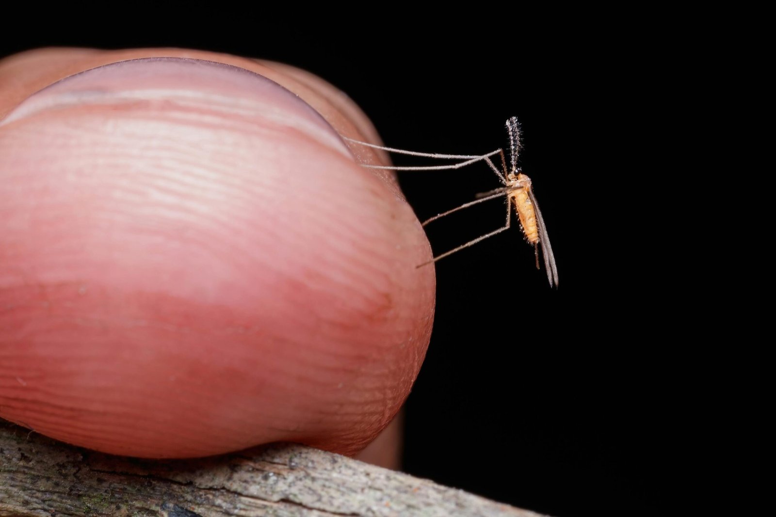 Detailed macro shot of a mosquito landing on a finger against a black background.