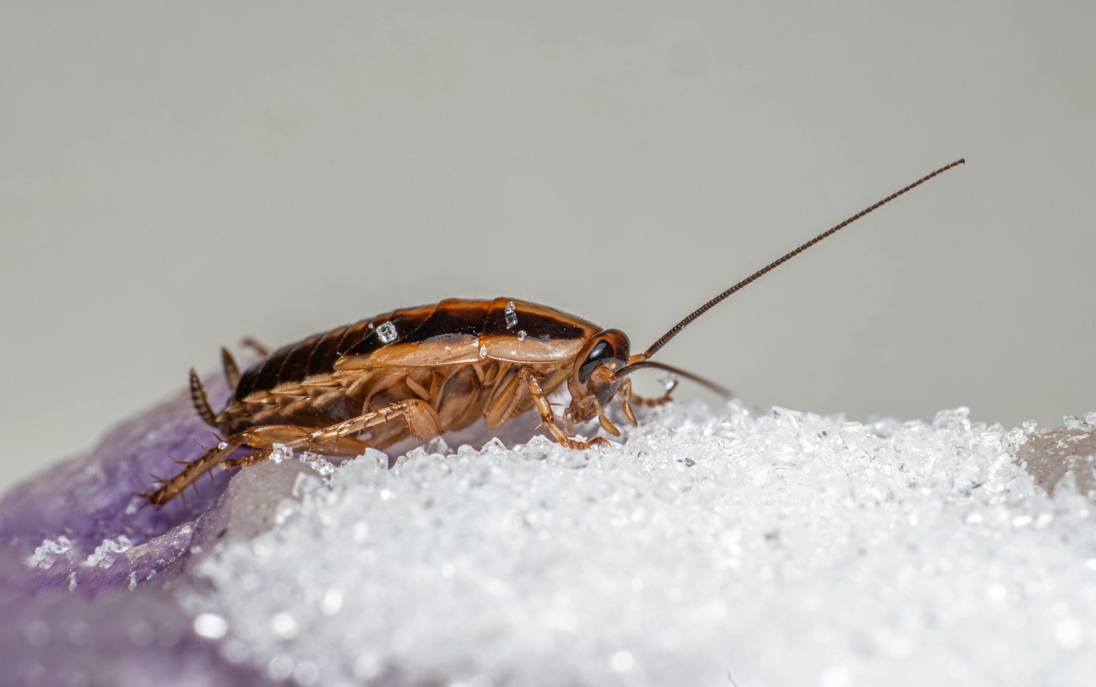 Macro shot of a German cockroach feeding on sugar crystals.