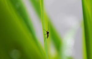 Mosquito Control in Katy & Houston, TX: How to Get Rid of Mosquitoes Fast