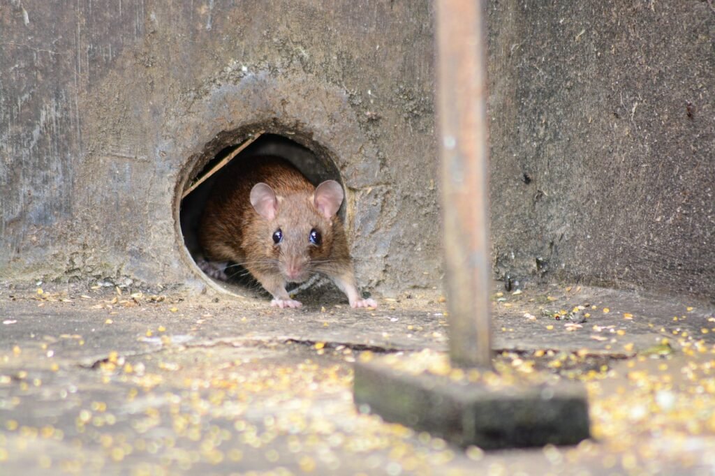 mouse, rat, rodent, animal, pest, cute, creature, small, pet, mice, fur, funny, hide, mammal, adorable, nature, steal, thief, survivor, wildlife, mouse hole, sneak, brown mouse, rat, rat, mice, mice, steal, mouse hole, mouse hole, mouse hole, mouse hole, mouse hole