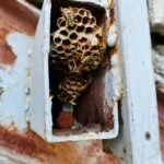 Detailed view of a wasps nest inside a rusty metal box, showcasing complex honeycomb structure.