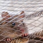 A close-up shot of a rat peeking through a wire cage, capturing its curious expression.